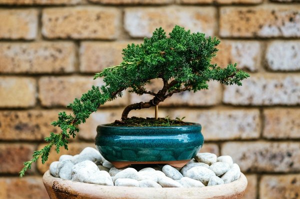 Which UK gardens provide detailed workshops on the Japanese art of Bonsai?
