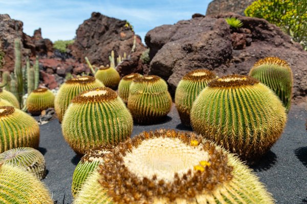 Discover How to Join an Enchanting Guided Tour of England"s Historic Gardens!